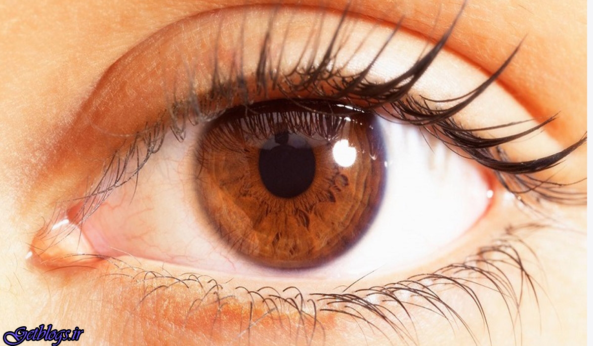 شناسایی پروتئین موثر در شکل گیری عدسی چشم